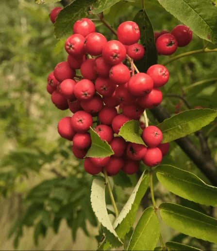 Agri-food